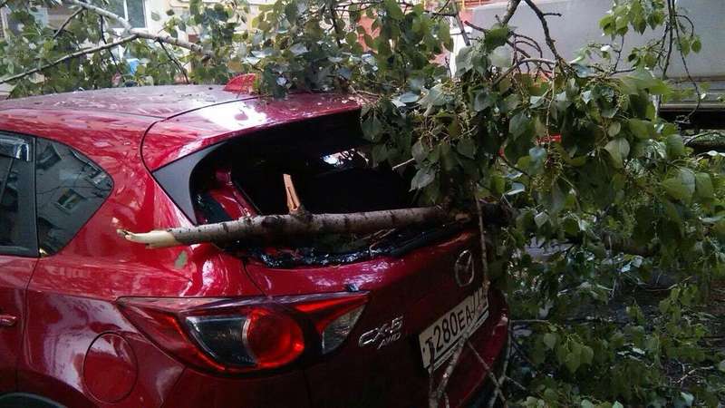 На машину упало дерево. Как возместить ущерб?