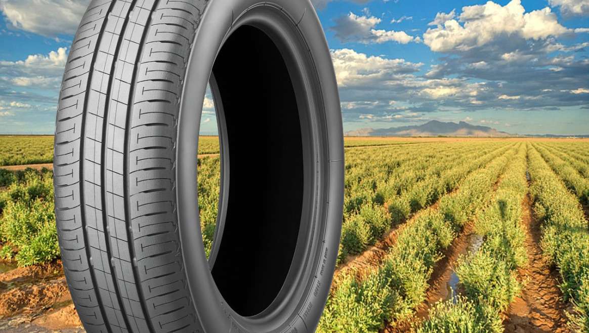 Бразильскую гевею, применяемую при производстве натуральных каучуков, в Bridgestone решили заменить на гваюлу – вечнозеленый низкорослый ветвистый кустарник из семейства астровых
