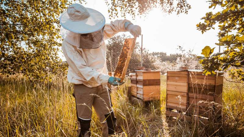 Porsche будет производить мед — ульи и пчелы уже завезены